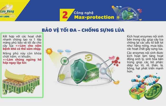 Cây khỏe Nhà nông khỏe: Giải pháp giúp làm lúa có lời (09-12-2023)